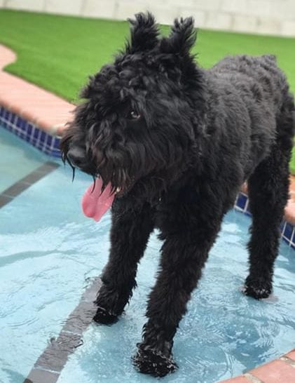 black dog standing in pool