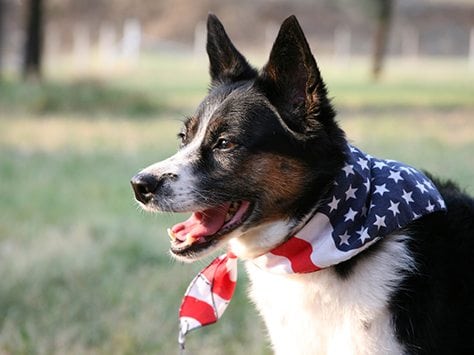 dog wearing an american flag bandana around their neck
