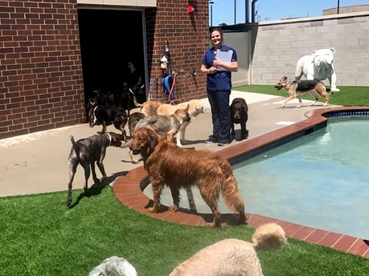 daycare attendant standing by pool with dogs