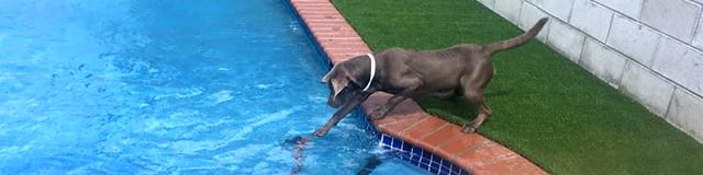 dog putting paw in pool