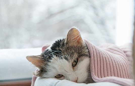 cat in a blanket