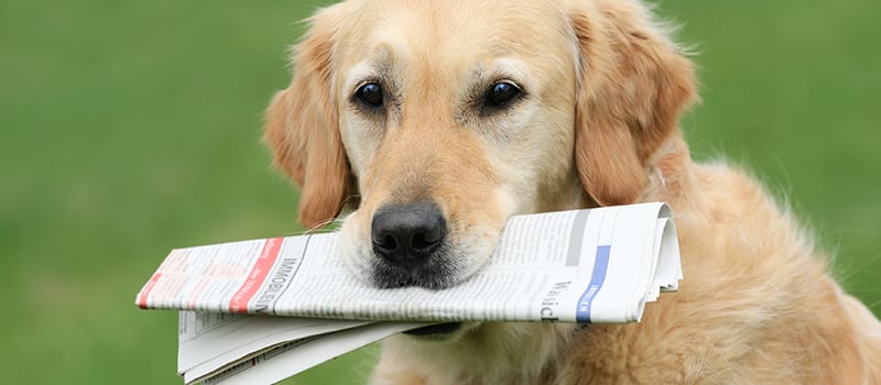 a dog holding a newspaper in his mouth