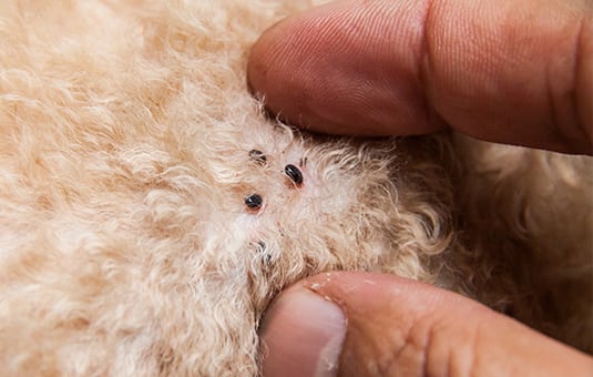 parasite in dog's fur
