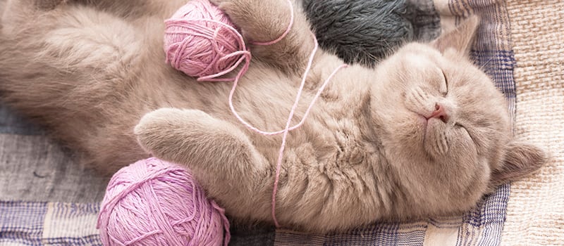 cat sleeping with pink balls of yarn
