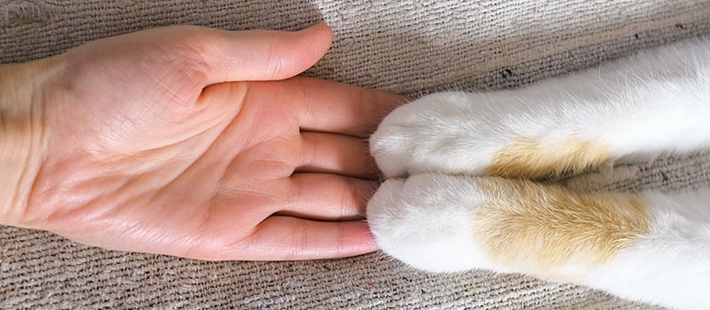 cat paws on top of a hand