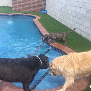 three dogs looking at swimming pool