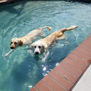 dogs swimming in dog pool at coyne