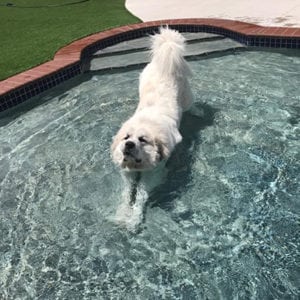 white dog stretching in pool