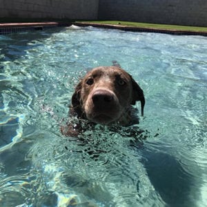 black lab swimming in pool