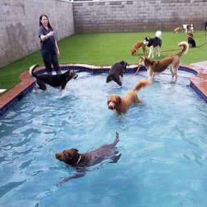 dogs in outdoor swimming pool