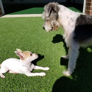 small dog and large dog staring at each other