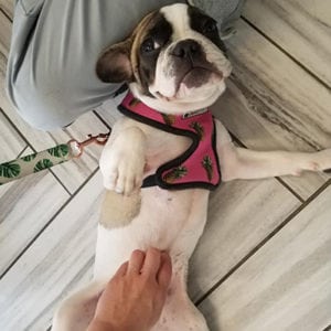 small dog getting belly rub