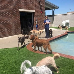 dogs at swimming pool