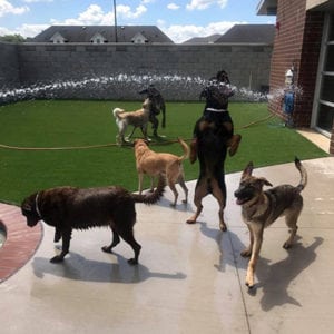 the kennel at the animal hospital with dogs trying to eat the water sprinkler