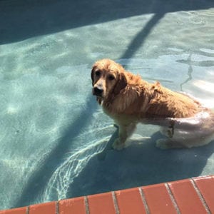golden retriever sitting in pool