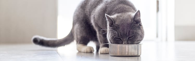 cat eating from bowl