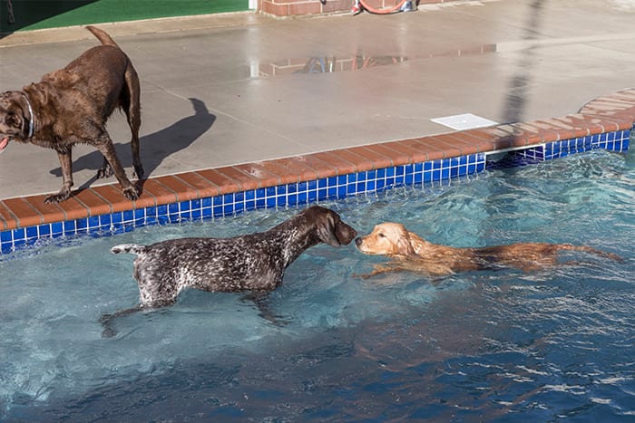 dogs playing in the outdoor dog pool
