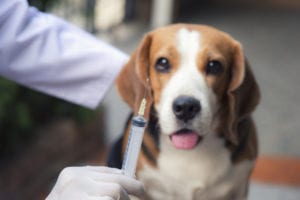dog vaccination in crown point, in