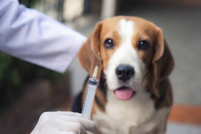 a closeup of a vaccination in a syringe with a dog in the background