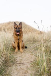 german shepherd at the dunes