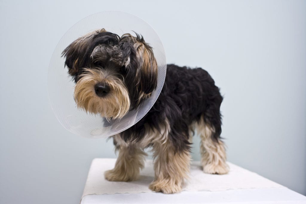 puppy wearing a veterinary cone around their head