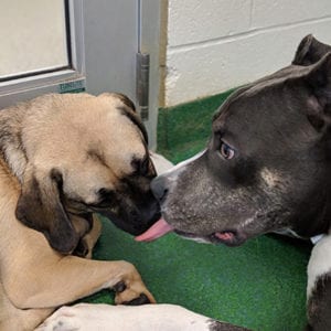 a dog kissing a puppy in the daycare park