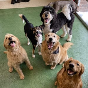 six dogs playing while boarding