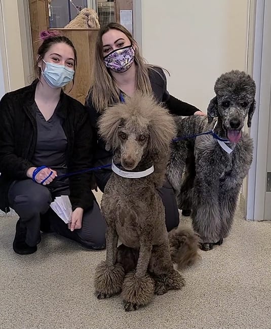 two kennel attendants with two poodles