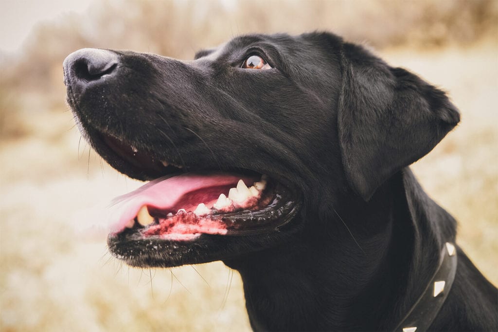 closeup of black dog