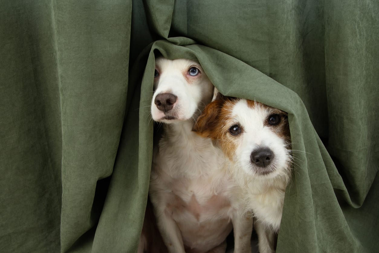 https://coynevetcare.com/wp-content/uploads/2021/06/how-to-keep-your-dog-calm-during-storms.jpg