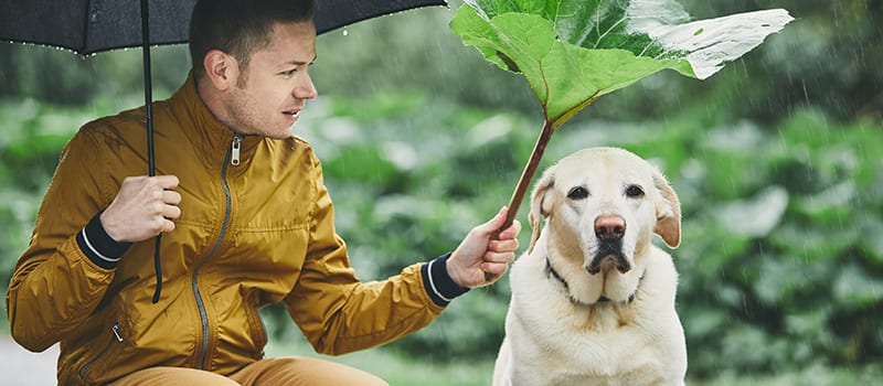 man with umbrella covering a tan dog's head with a giant leaf during a rainstorm