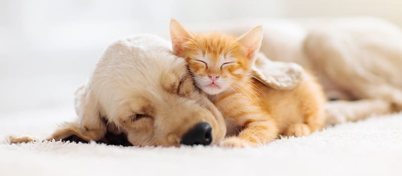puppy and kitten sleeping next to each other