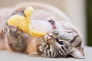 cat with catnip banana toy