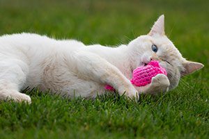 a cat playing with a catnip toy in the grass