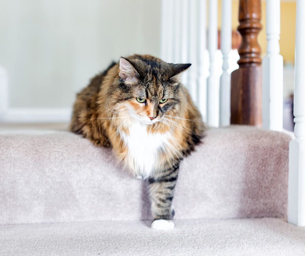 a cat attempting to down down a stair on a carpeted staircase