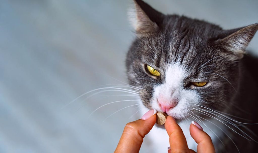 Owner giving medicine in a pill to sick cat
