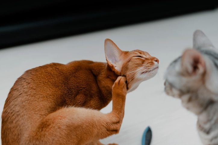 an orange cat scratching their head with their right hind leg