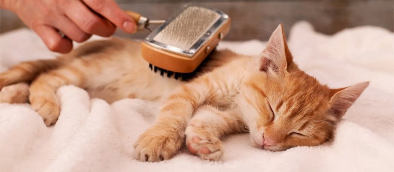 cat and dog grooming in crown point, in