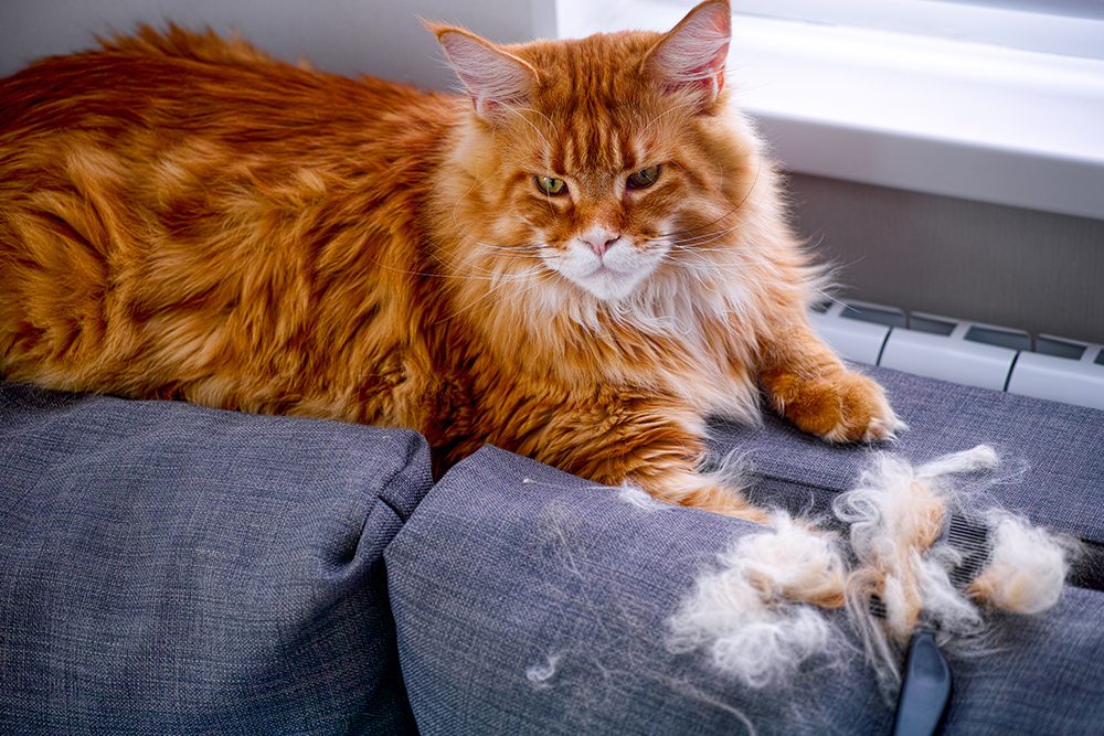 an orange maine coon cat sitting next to fur that was brushed off of them
