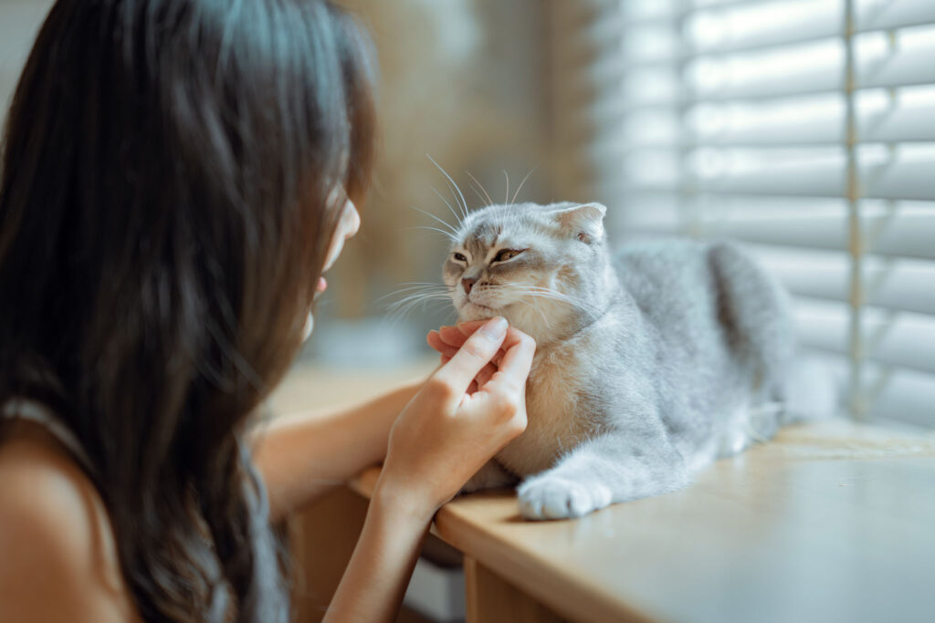 owner and cat