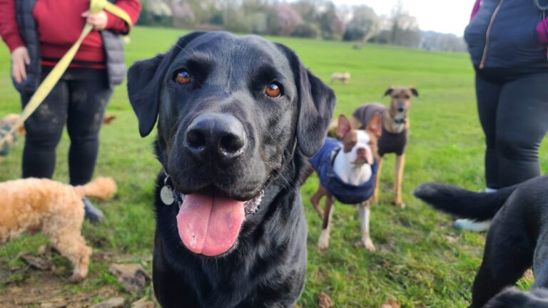 pack of cute dogs at doggy daycare & pet boarding in crown point