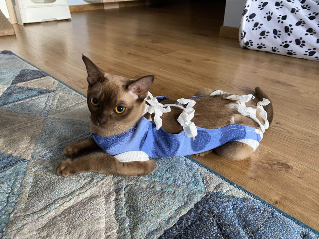 Postoperative bandage on a burmese cat.