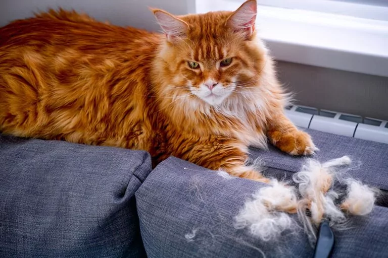 cat losing hair crown point, in