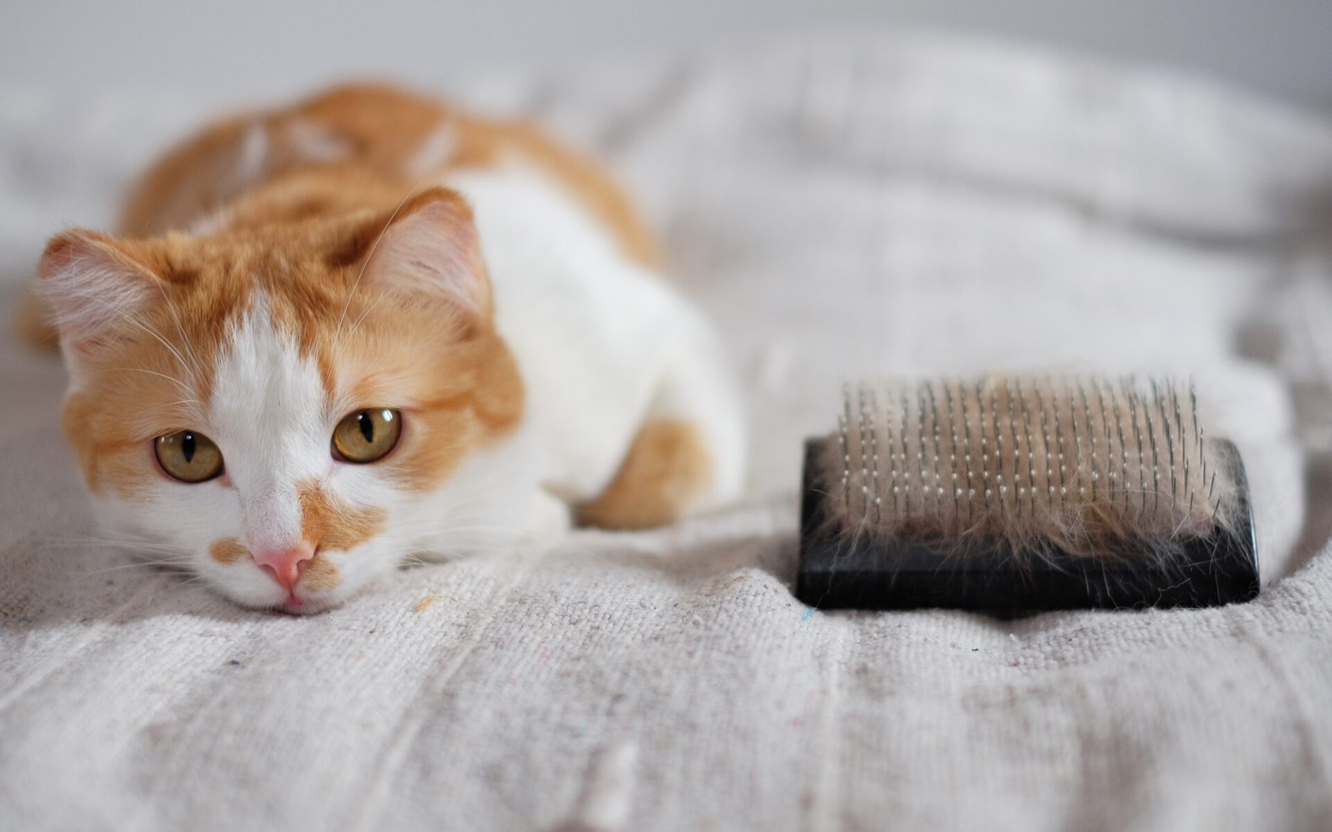 Curated visual reference: Why Is My Cat Losing Hair Causes Treatments Prevention Photo Inspiration