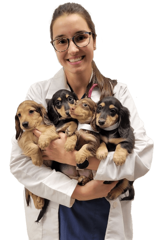 Coyne animal hospital veterinarian holding weiner dog puppies