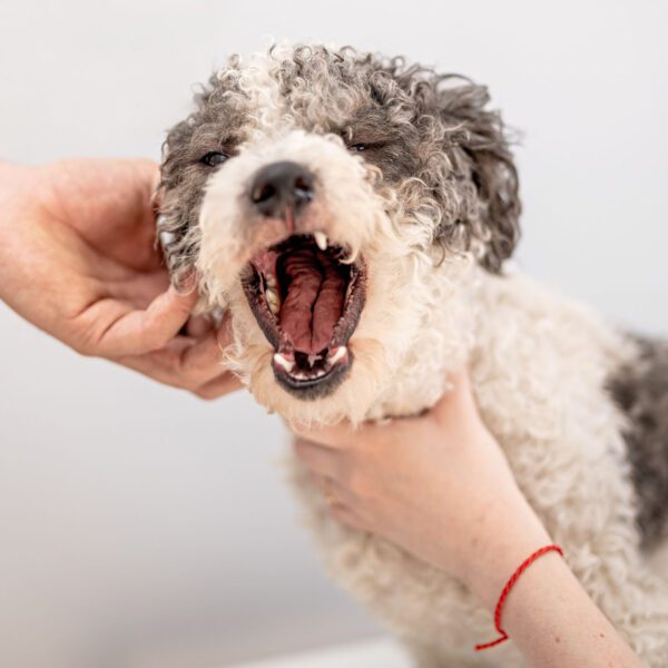 why is my dog coughing