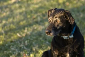 black lab outside in grass