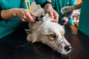 Causes Symptoms and Treatment of Dog Ear Infections Coyne Veterinary Center