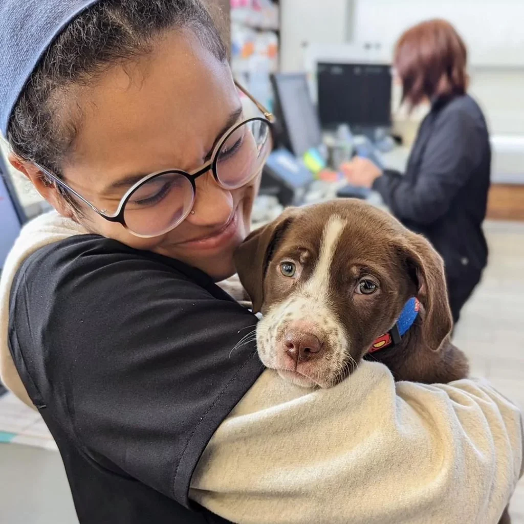 tech holding brown and white puppy
