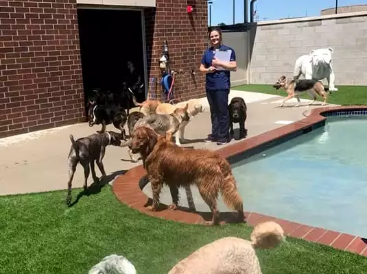 multiple dogs by a small pool of water, playing together at doggy daycare while a member of animal hospital staff observes